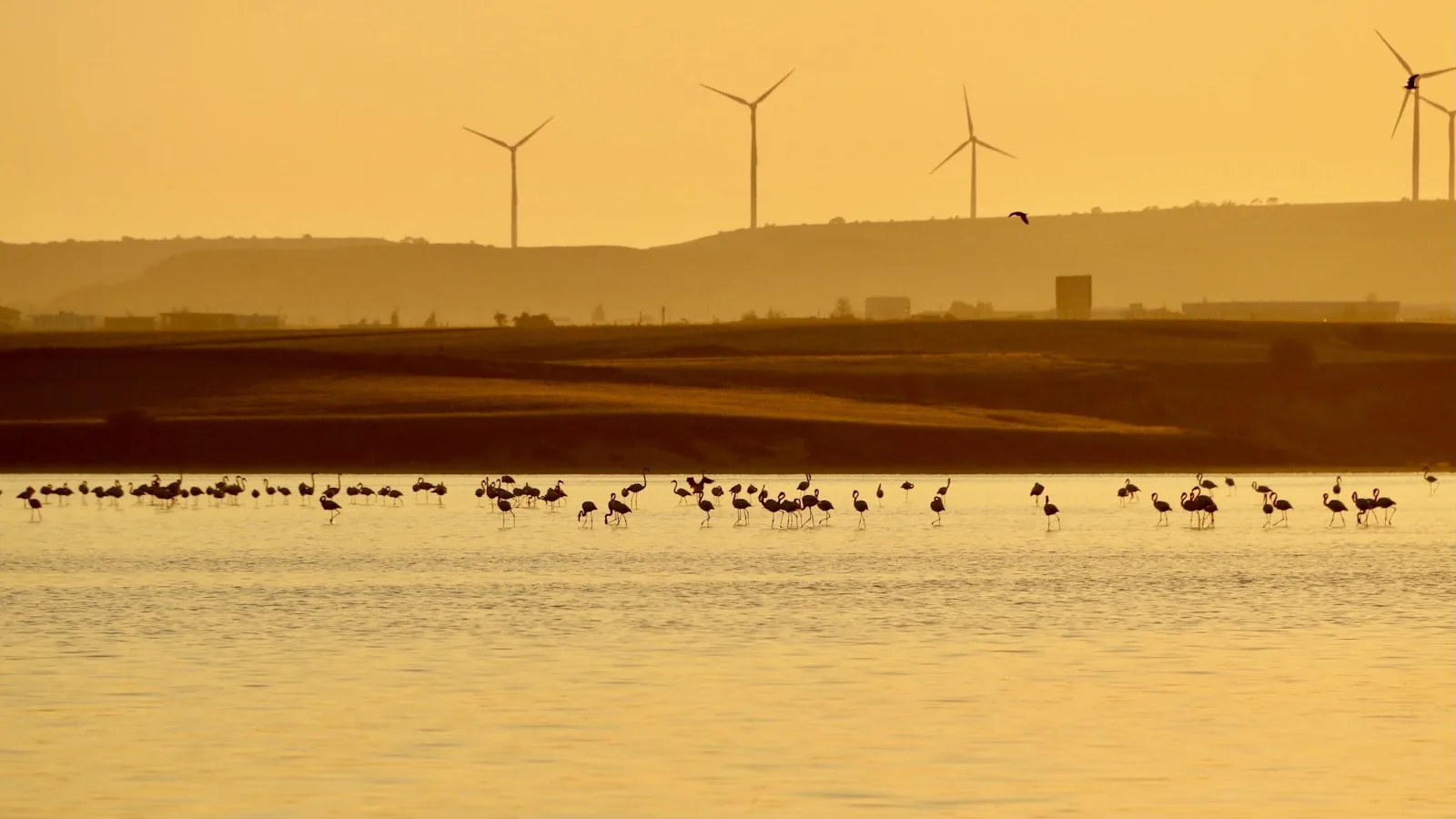 Larnaca : entre lac salé et patrimoine byzantin