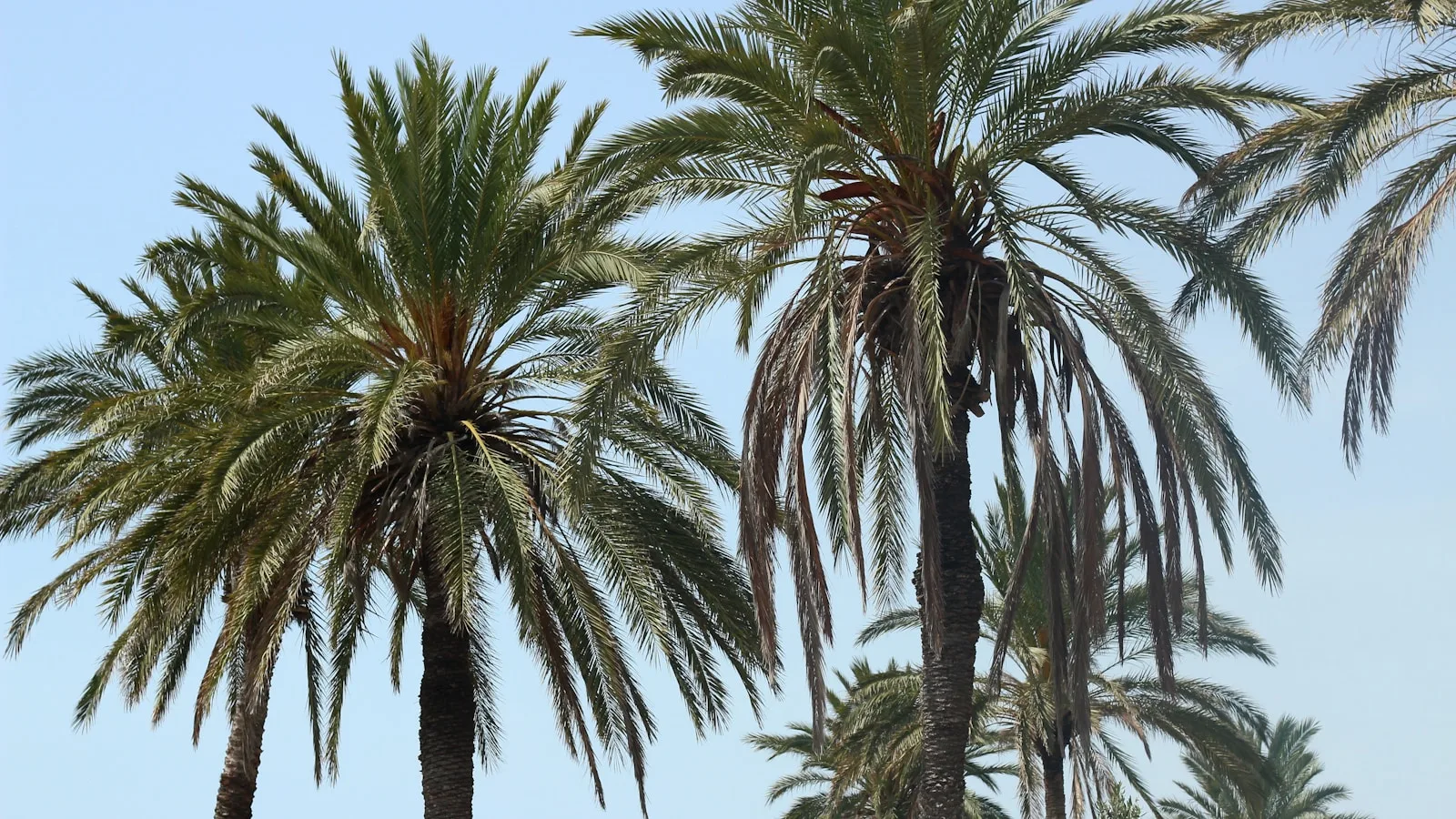 La promenade balnéaire de Larnaca avec ses palmiers et la mer Méditerranée en toile de fond