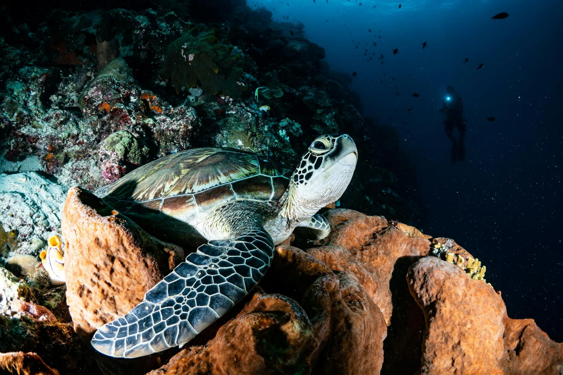 Plongée et tortues