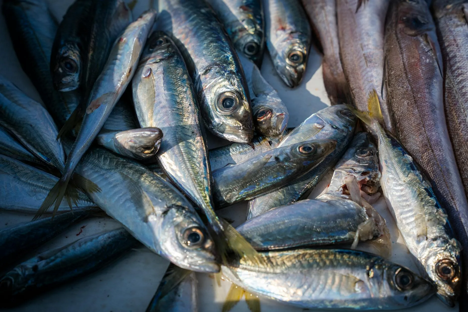 Les restaurants de poisson