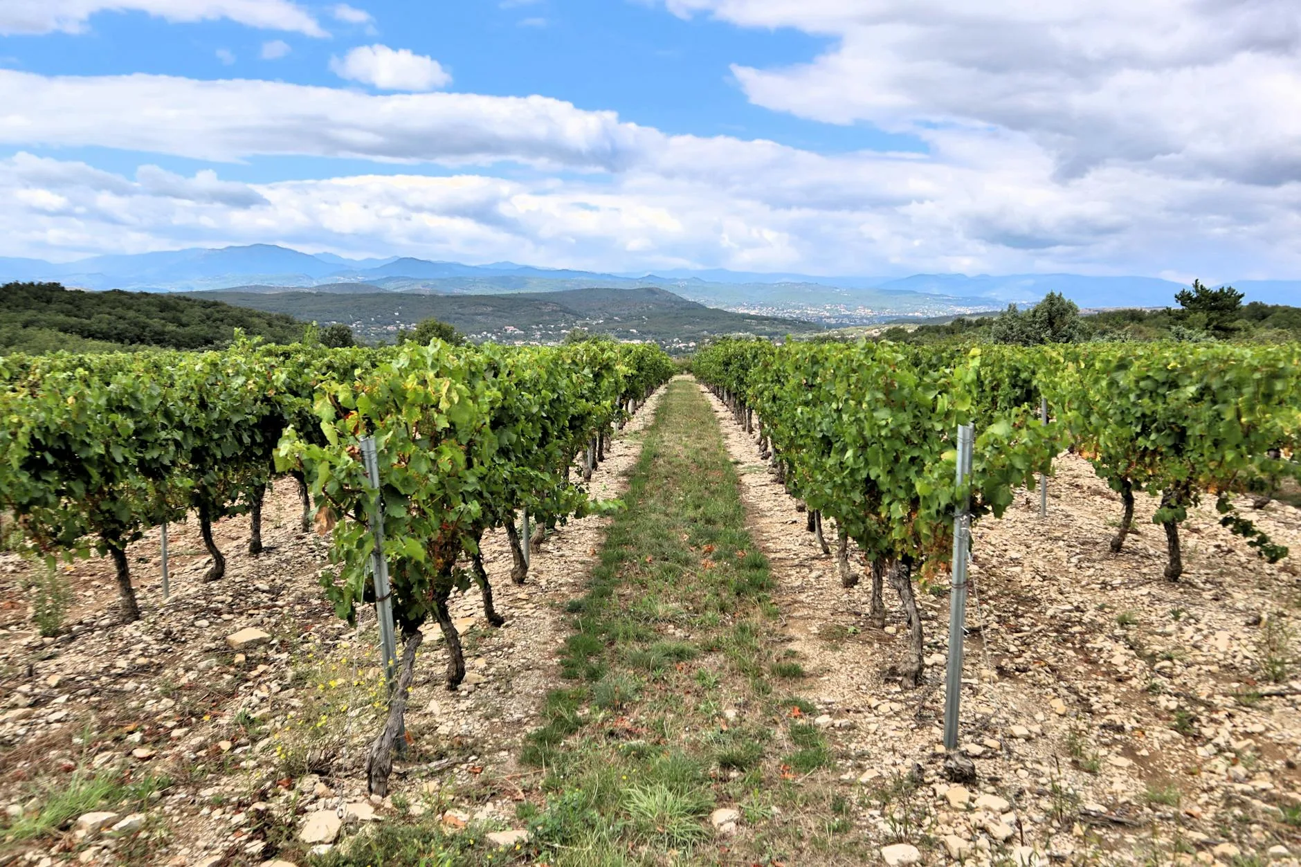 La Commandaria : le vin de l'éternité